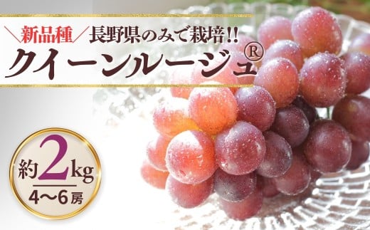 【2026年先行予約】クイーンルージュ® 約2kg（4~6房）※最低1.8kg以上｜ 果物 フルーツ 赤ぶどう 葡萄 ブドウ 種無し 種なし 皮ごと 千曲市 長野県 信州