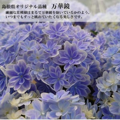 ふるさと納税 吉賀町 【お届け:2027年4月下旬より開始】アジサイ「万華鏡」5号鉢 |  | 01