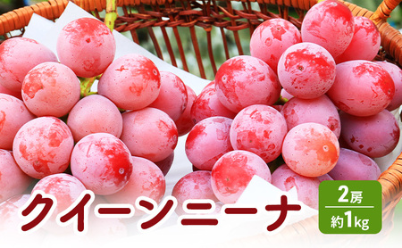 2026年産 クイーンニーナ 2房 約1kg ぶどう 葡萄 フルーツ 果物 長野市
