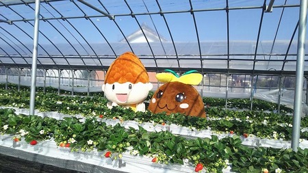 はないちご農園「毬姫様」9粒または12粒