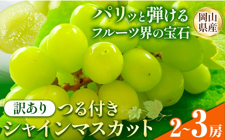 
                  【先行予約】岡山県産 訳あり 選べる つる付き シャインマスカット 2房 (530g以上) 3房 (530g以上) 有限会社ホーティカルチャー神島《9月上旬-10月中旬頃出荷》岡山県 浅口市 マスカット ぶどう 葡萄 果物【配送不可地域あり】
                