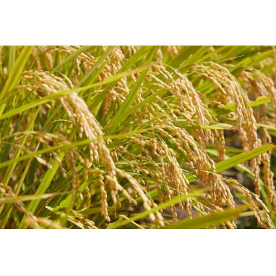 ふるさと納税 川西町 令和7年産　山形県産　つや姫　無洗米　4kg |  | 02