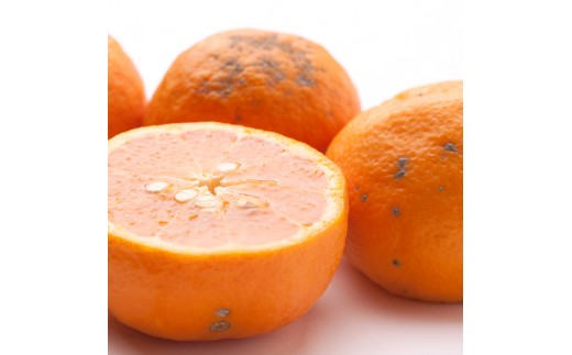 
            ［先行予約］家庭用 カラマンダリン10kg+250g（傷み補償分）［南津海・なつみ］［希少な春柑橘］［わけあり・訳あり］［みかんと同じように食べられます］［IKE69］
          