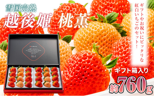 先行予約  いちご 新潟 雪国完熟越後姫桃薫ダブル（約760g）ギフト箱入り食べ比べセット イチゴ 苺 贈り物 上越 苺の花ことば