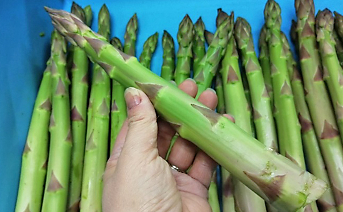 期間限定！極太アスパラ 【さぬきのめざめ1kg】  3Lサイズ 野菜セット 野菜 アスパラガス 
