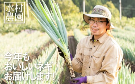 《先行予約》飛騨の根深ねぎ 2kg 訳あり ねぎ ネギ 水村農園