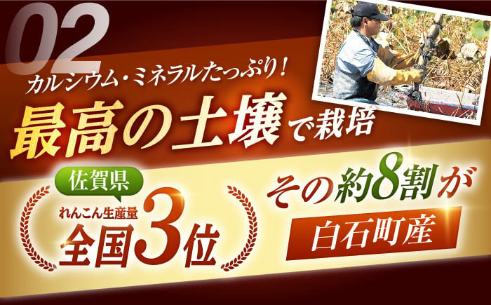 全国屈指の名産地 白石町から高品質れんこんをお届け！