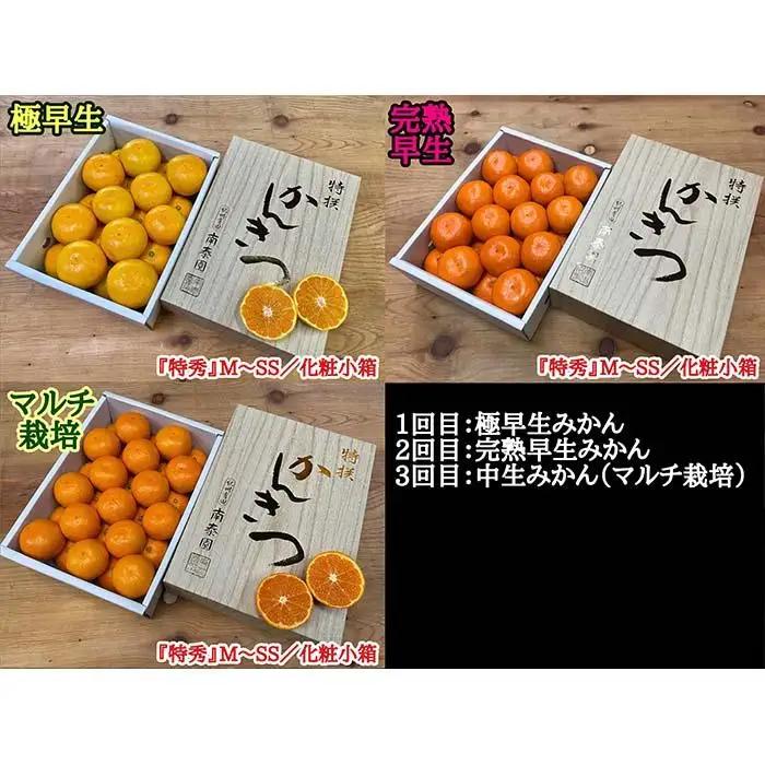 定期便 有田みかん 食べくらべ 3種 化粧小箱 各約 2kg 南泰園 全3回 2026年 10月 発送開始 みかん