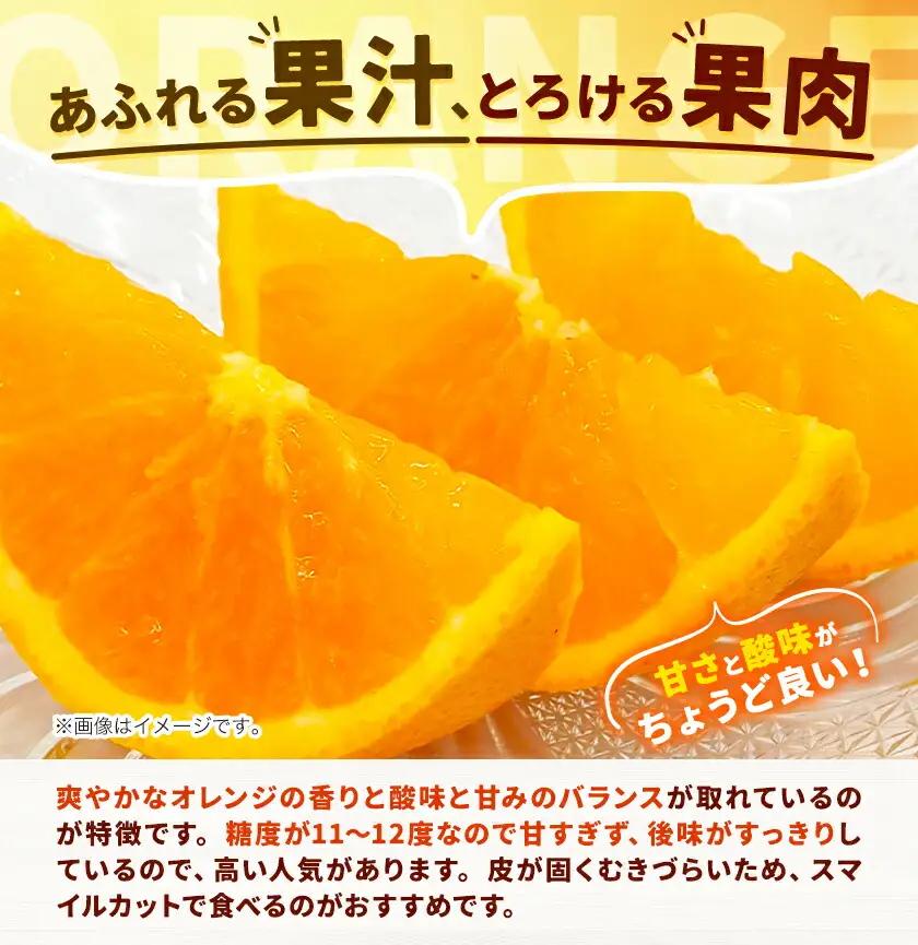 オレンジ 濃厚 清見オレンジ 約5kg