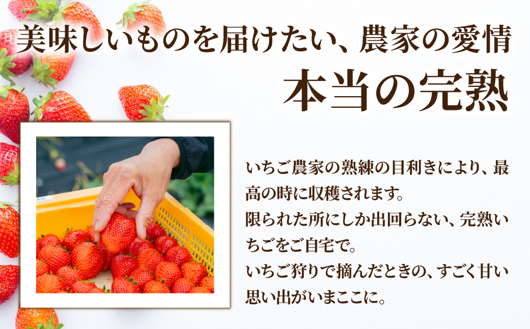 【先行受付：2月以降発送】いちご 鈴木ファームの完熟＆朝摘み とちおとめ レギュラーサイズ 約270g × 4パック 合計 約1080g | いちご イチゴ 苺 とちおとめ 完熟 果物 甘い あまい 