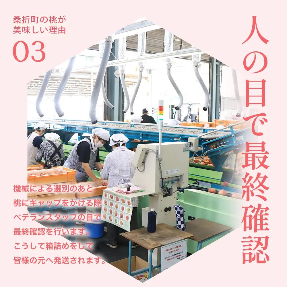 もも【さくら白桃・2026年産】特秀　3kg　桑折町産　JAふくしま未来　桃　献上桃の郷　【07301-0171】