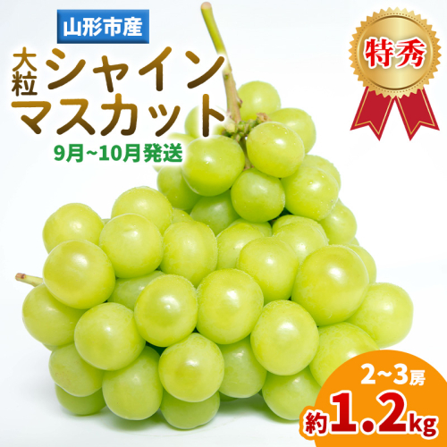 山形産 大粒シャインマスカット 約1.2ｋg(2～3房)(9～10月発送分) FY25-282