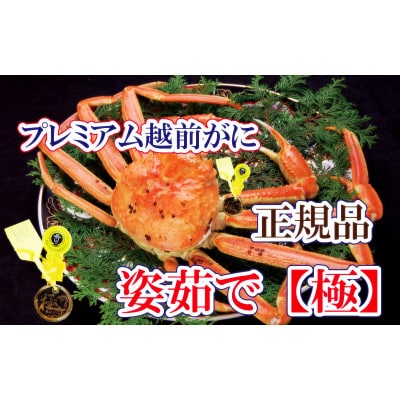 桐箱入り!完全なる越前がに【極】越前がにの皇帝 × 1杯 ≪浜茹で≫【11月発送分】【配送不可地域：離島】【1264354】