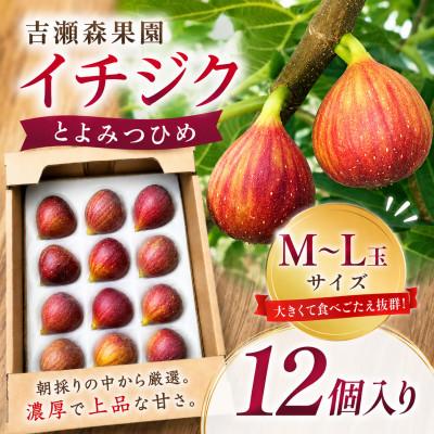 ふるさと納税 うきは市 【2026年8月上旬-9月下旬発送予定】吉瀬森果園 イチジク(とよみつひめ)M〜L玉 12個入り
