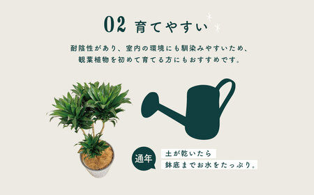 観葉植物 ドラセナコンパクタ8号（約H75cm～90cm）鉢カバーセット / 秦野 神奈川 