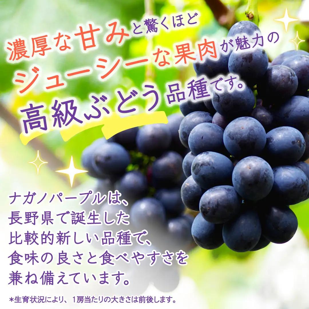 ナガノパープル 約5kg （約8～12房）【2026年9月より発送開始】（茨城県共通返礼品 [ぶどう]：結城市産）