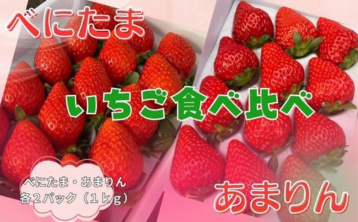 【いちご食べ比べ】人気 あまりん 新品種 べにたま 2品種食べ比べ ストロベリーハント （各２パック）