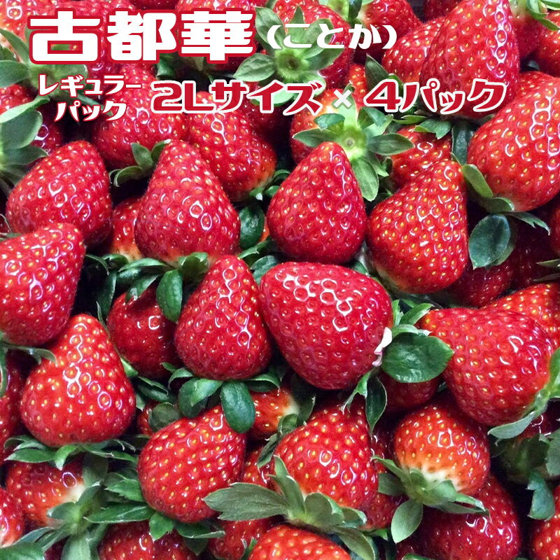【ふるさと納税】おかげさまで21年目 毎年大好評の甘い美味しい苺（レギュラーパック2Lサイズ）（古都華（ことか））◇ ※発送前に電話連絡あり ※発送時期指定不可 ※北海道・沖縄・離島への配送不可 ※2026年1月上旬頃より順次発送予定