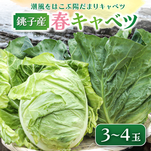【先行予約】 春キャベツ 3～4玉 キャベツ キャベツ キャベツ キャベツ キャベツ 小野商店