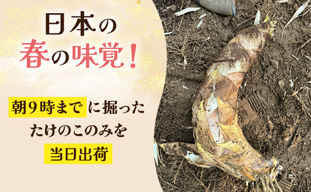【2027年3月下旬より順次発送】森町産朝掘りたけのこ2.5kg前後 たけのこ 筍 タケノコ 春の味覚 こだわり 朝堀り 当日出荷 かぐや姫 甘い 静岡県 森町