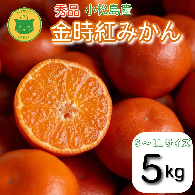 【2026年12月順次発送】　金時紅みかん 5kg みかん 甘い 紅 みかん 柑橘 蜜柑