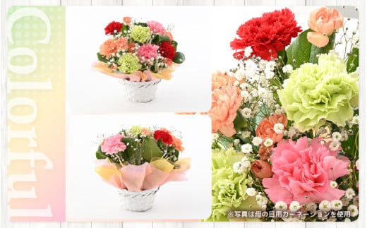 【母の日ギフト】 選べるカラー 季節のフラワーアレンジメント M (カラフル) （母の日対応） 【お花 フラワー アレジメント 花束 ギフト 生花 プレゼント 花束 花 記念日 お祝い】 [A-20702_03] 