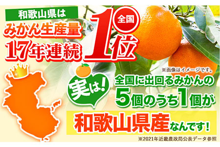 【先行予約】【訳あり】サイズ不選別 和歌山みかん 約5kg 和歌山県産 《2024年11月中旬-1月中旬頃出荷》｜たっぷり ご家庭用 2L～2S 産地直送 みかん 旬 蜜柑 ミカン 柑橘 果物 フルー