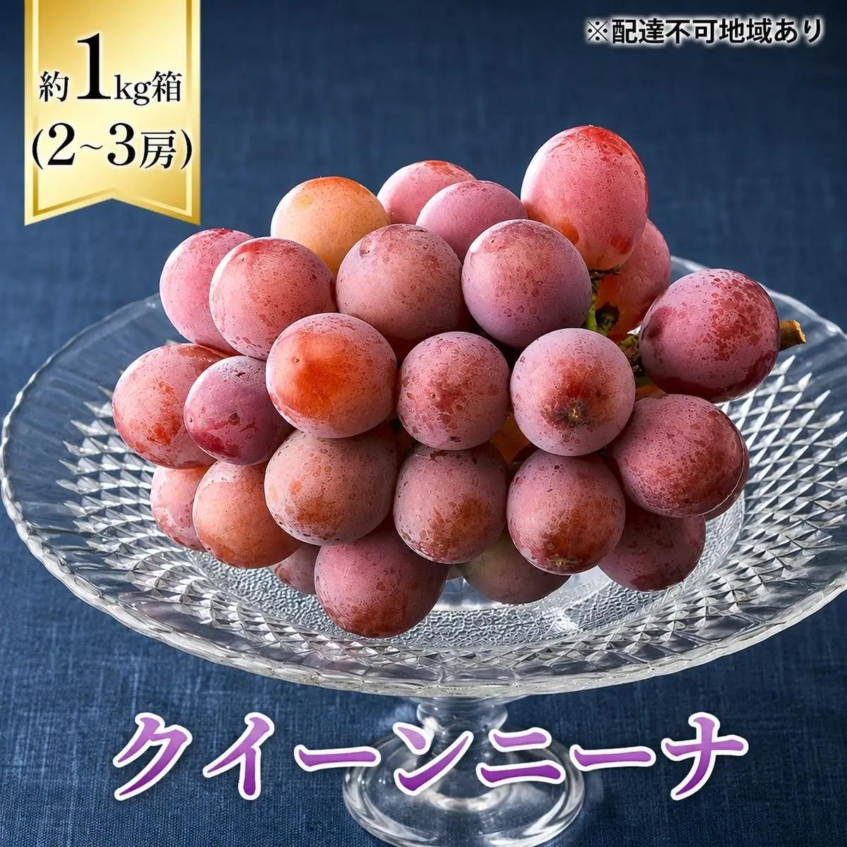【2026年先行予約】 ぶどう 岡山県産 クイーンニーナ 1kg箱（2～3房） 《2026年8月下旬-9月下旬頃出荷》 葡萄 ブドウ 岡山県産 フルーツ 果物 スイーツ 数量限定 期間限定 岡山 里庄