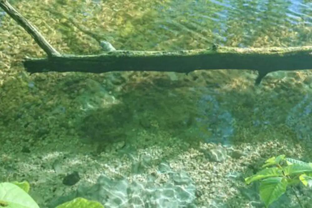 十和田湖西湖畔ウォークガイドプライベートツアー（通常期・1組・2～10名様まで利用可）＜レターパックプラス＞