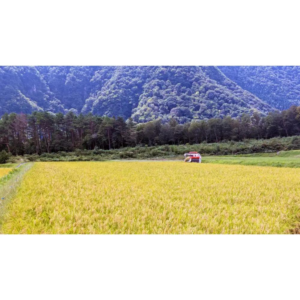 ＜令和7年産＞山崎農園のこしひかり(精米・5kg) 【鳥取県 境港市】