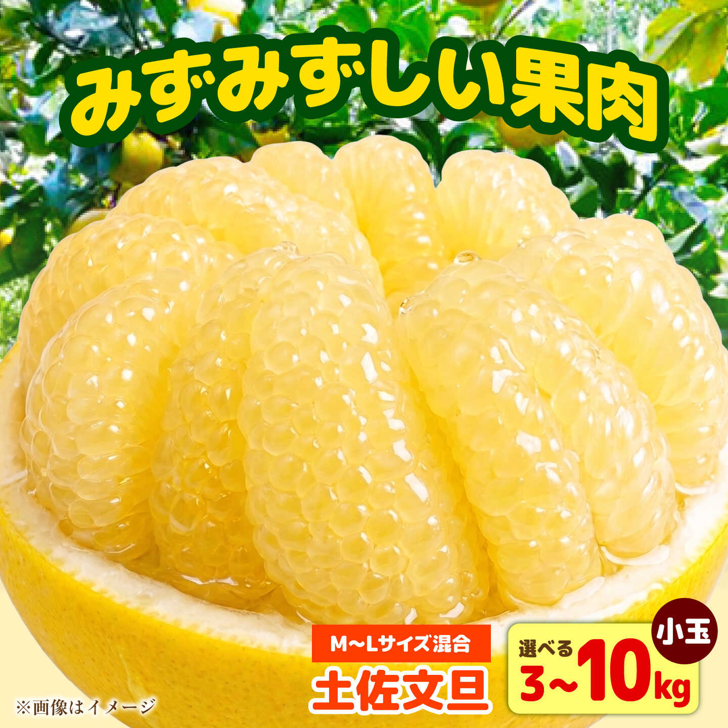 【ふるさと納税】【選べる内容量】土佐文旦 小玉 家庭用（M-Lサイズ混合） 約3-10kg ＜2027年1月下旬から順次発送＞ 土佐文旦 高知 柑橘 フルーツ ぶんたん 果物 甘い 旬 産直 お取り寄せ 季節限定　高知県土佐市/玉木農園[BQAJ004]
