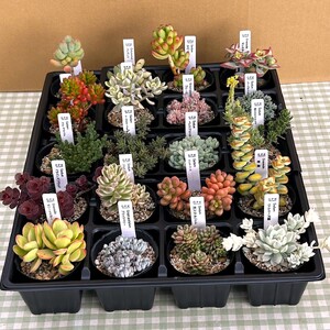 多肉植物 おまかせ 5個 セット 【多肉屋GPK】／ インテリア インテリア植物 おしゃれインテリア オシャレ おしゃれ 多肉 観葉植物 植物 おまかせセット 人気 高評価 贈答 贈り物 趣味 ギフト