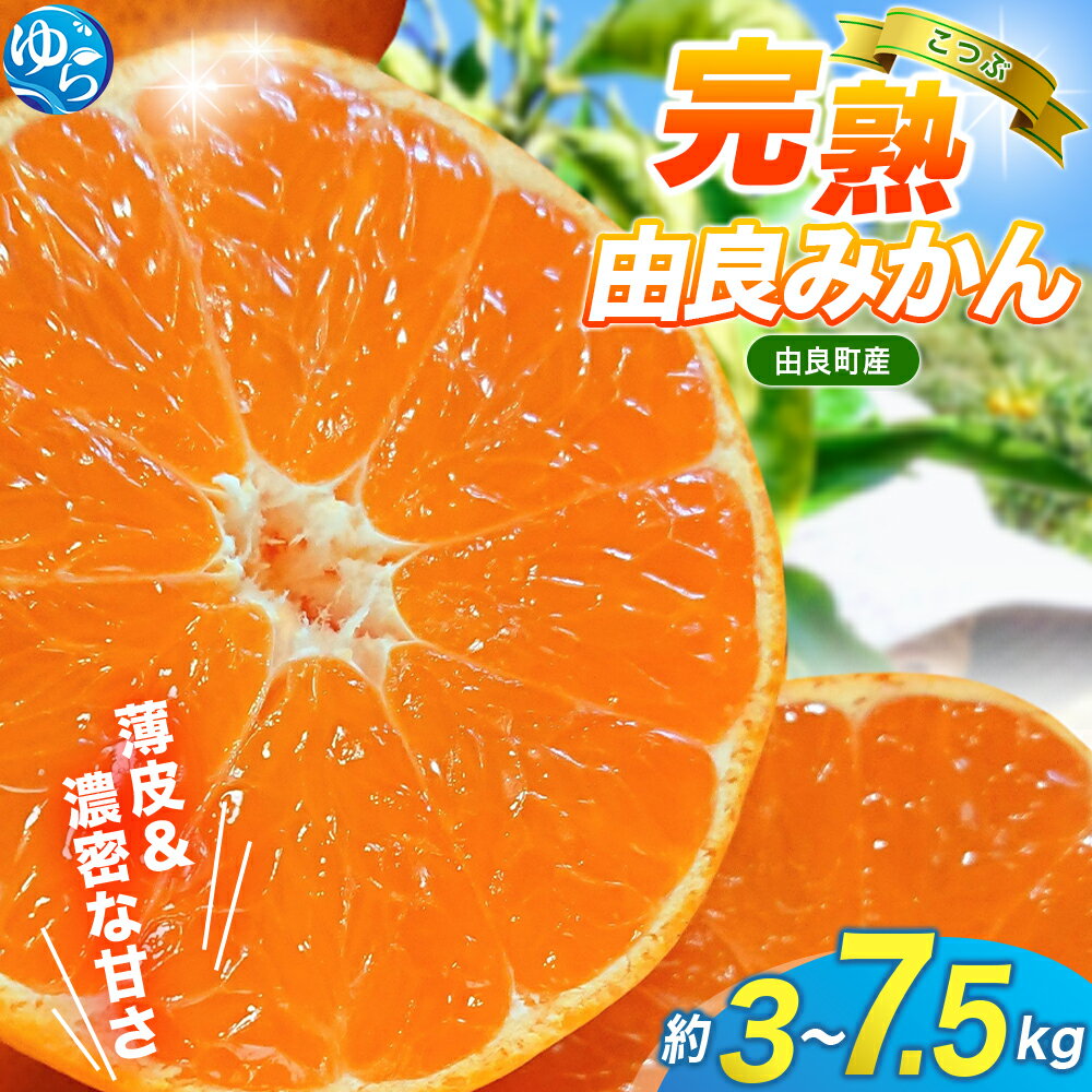 【ふるさと納税】★レビューキャンペーン中★ 薄皮で濃い甘さ！完熟由良みかん【こつぶ】3kg 5kg 7.5kg ※2025年11月下旬頃から順次発送予定(お届け日指定不可) / 柑橘 ミカン 蜜柑 甘い 由良町 フルーツ 果物 くだもの 食品 人気 おすすめ 産地直送 由良町 小粒 小玉 こだま