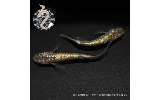 ラメ王風雅