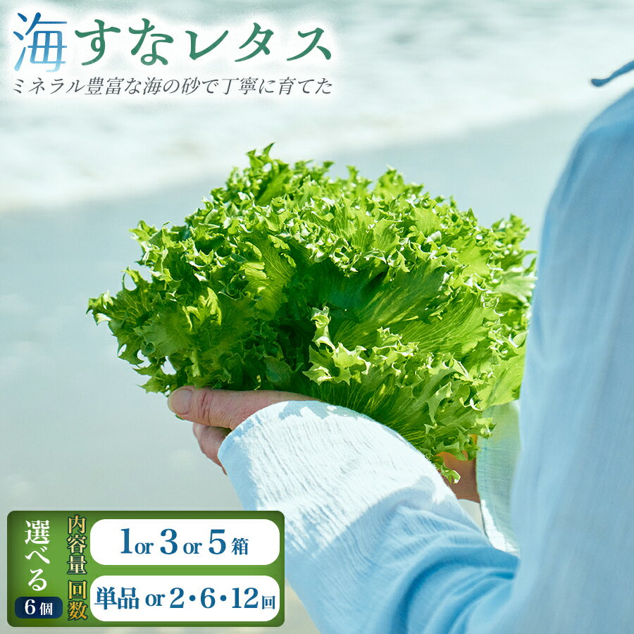 【ふるさと納税】＜選べる内容量＆回数＞フリルレタス「海すなレタス」（1箱/3箱/5箱）1箱あたり6個入り 新鮮 野菜 サラダ