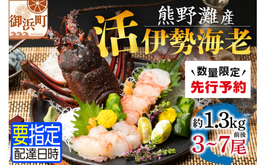 文恵丸水産の熊野灘産活伊勢海老　豊漁コース 3～7尾 約1.3kg前後【魚介 伊勢海老 伊勢えび 海老 えび 活き 三重県 御浜町】