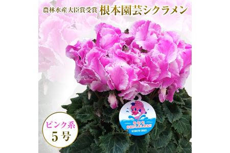 【先行予約】シクラメン ピンク系 フリンジ 5号鉢 花ギフト 根本園芸 | 福島県 南相馬市 農林水産大臣賞