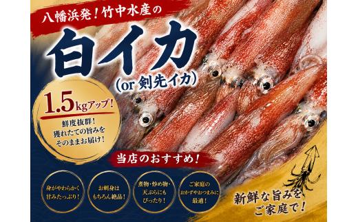 D22-283.八幡浜発!「白イカ(剣先イカ)」1.5kg!【冷蔵便】