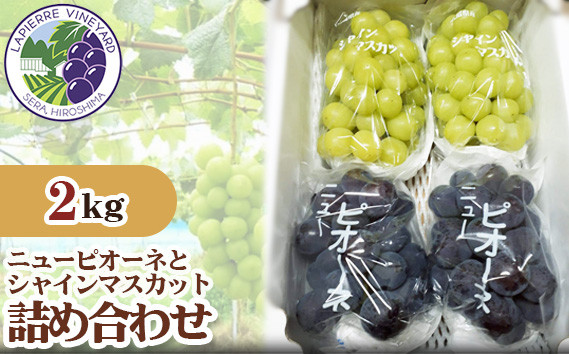 
No.163 世羅産　ニューピオーネとシャインマスカット詰め合わせ約2kg ／ 果物 フルーツ 葡萄 ブドウ 広島県
