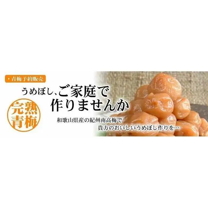 南高梅【完熟】黄色10kg ■特大サイズ 梅干用フレッシュ青梅 (生梅) ／紀伊国屋文左衛門本舗