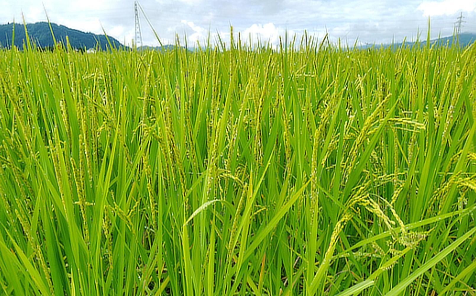 【新米予約】令和７年産「五つ星お米マイスター」の南魚沼塩沢産コシヒカリ　精米２kg【2025年10月上旬より順次発送予定】