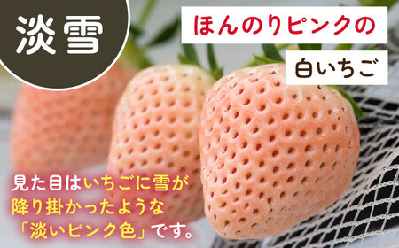 【2026年発送分 先行予約】1パックに3色いちご（こころの色・さがほのか・淡雪）220g×1パック / いちご イチゴ 苺 果物 フルーツ / 佐賀県 / 岸川農園[41ASAG009]