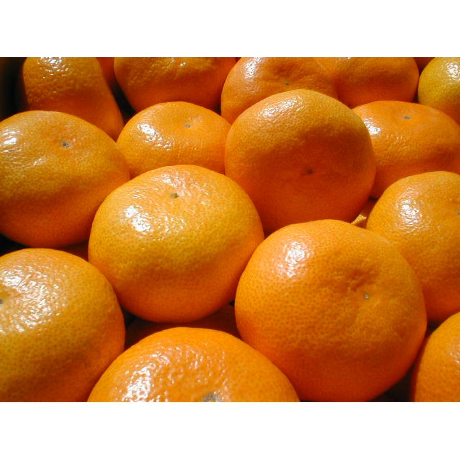 温州みかん5kg( S～Lサイズ)