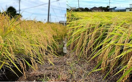 千葉県一宮町産特別肥料栽培『カツオ＋カニ』コシヒカリ（白米10kg）令和７年度産米【2025年発送分】　先行予約