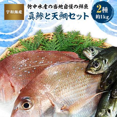ふるさと納税 八幡浜市 竹中水産の当地自慢の鮮魚2種「真鯵と天鯛」!約1キロセット!(宇和海産)【C22-255】