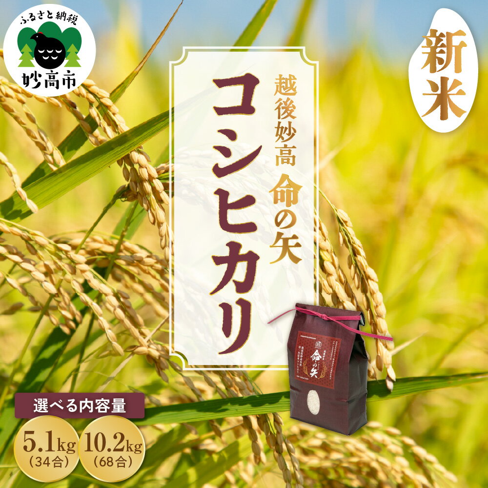 【ふるさと納税】先行受付 令和8年産 新米 コシヒカリ 命の矢 新潟県産 選べる内容量 5.1kg 10.2kg / 新潟 上越 妙高産 こしひかり 5kg 10kg 米 希少品種 白米 精米 コメ お米 こめ ご飯 ごはん ライス 弁当 小分け 大容量 お取り寄せ 送料無料 妙高市