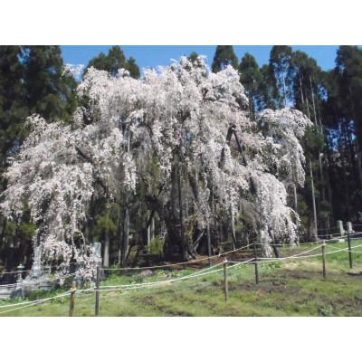 ふるさと納税 高山村 信州高山村産フレッシュハーブの詰め合わせセット(3〜6種類) |  | 03