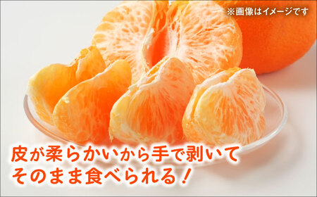 【先行予約】 デコポン　約3kg 柑橘 みかん 蜜柑 熊本 フルーツ 果物 【日本フルーツ株式会社】[ZFJ033]