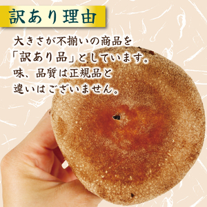訳あり 生しいたけ 1.5kg しいたけ