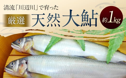 天然大鮎 約1kg あゆ アユ 魚